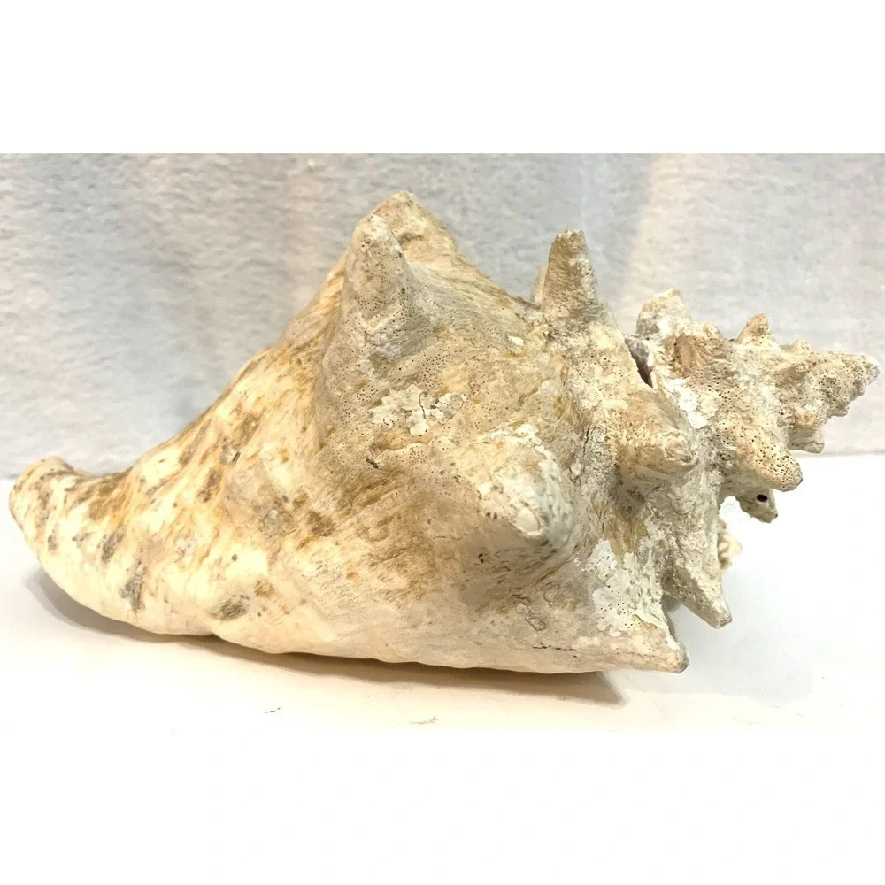 Large Queen Conch Shell Pink Horned Seashell 9